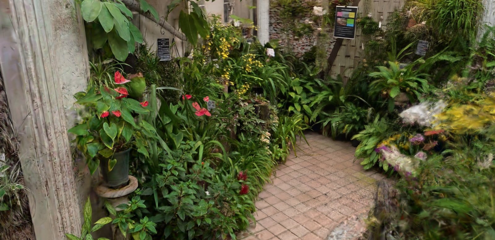 ランの温室のアンスリウム。花の色や、葉のつやまで残る